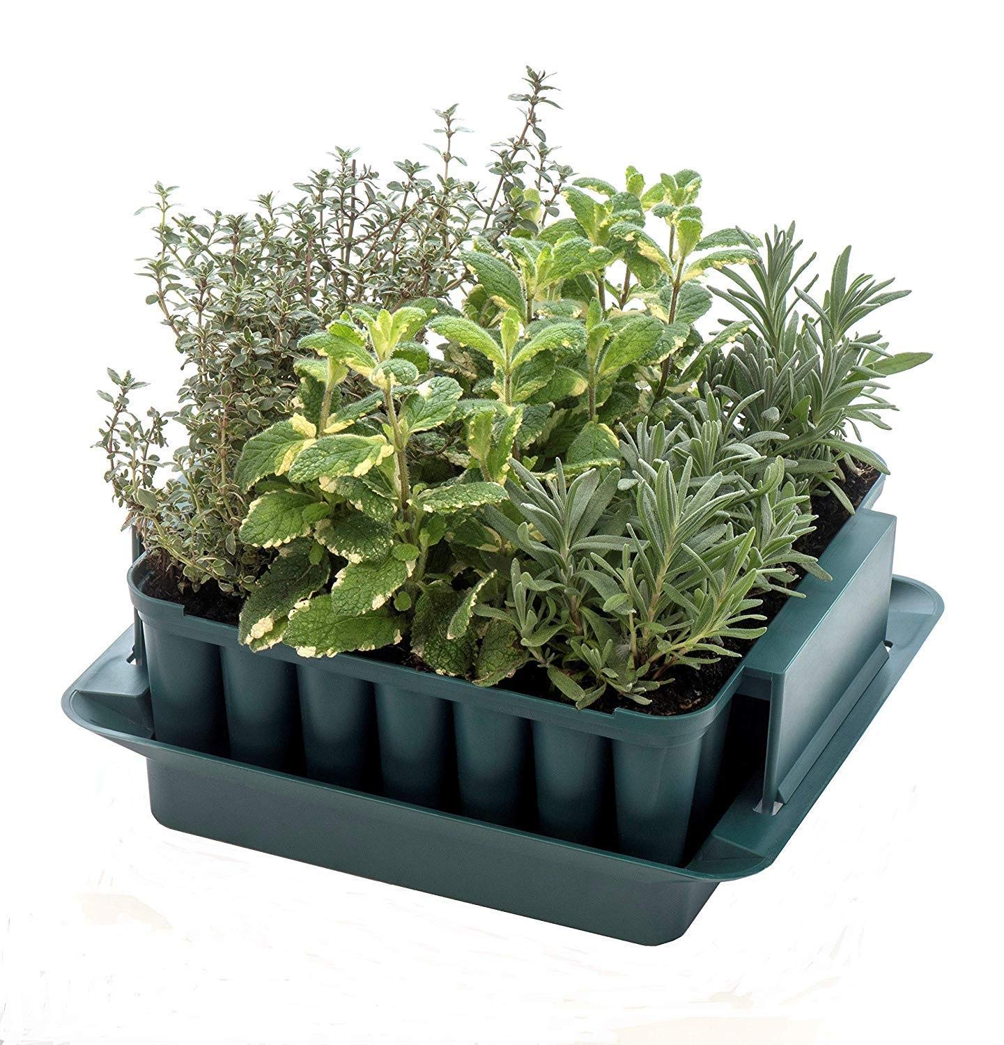 Agralan Plug Plant Trainer | Plant Seed Propagator | Grow Plug Plants from Seed | Self Watering Reservoir Windowsill | 49 Cell Propagator |