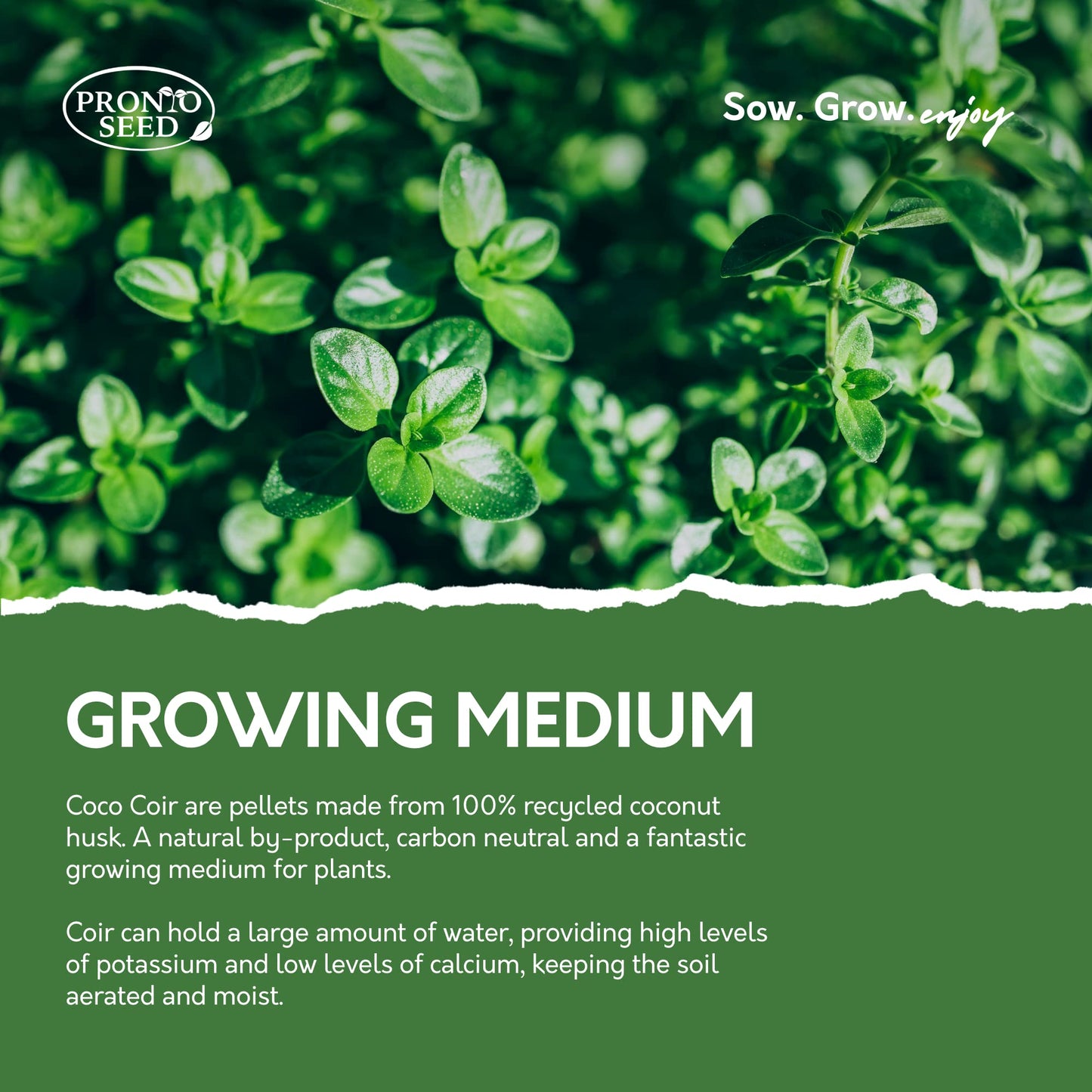 Pronto Seed Grow Your Own Herbs Kit with 5 Seeds Varieties - Indoor Growing Set - Mint, Chives, Parsley, Thyme, Basil Seeds - Gift for Women, Men - Beginner-Friendly (Herbs Kit)