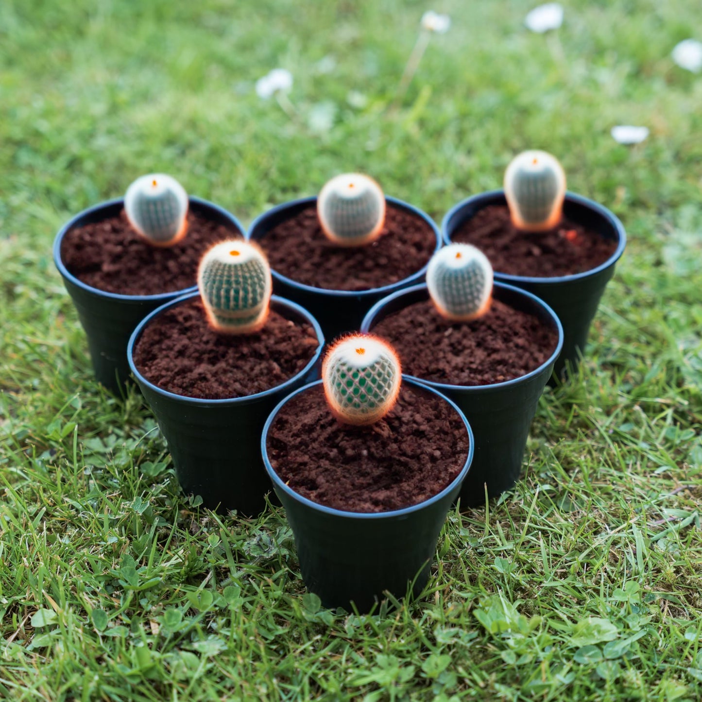 Happy Pots - 15cm Gloss Black - Pack of 10 Premium Plastic Plant Pots - Reusable Flower Pots for Indoor/Outdoor Home Décor Gardening - Round, Heavy Duty, UV Resistant, Recyclable - Made in UK