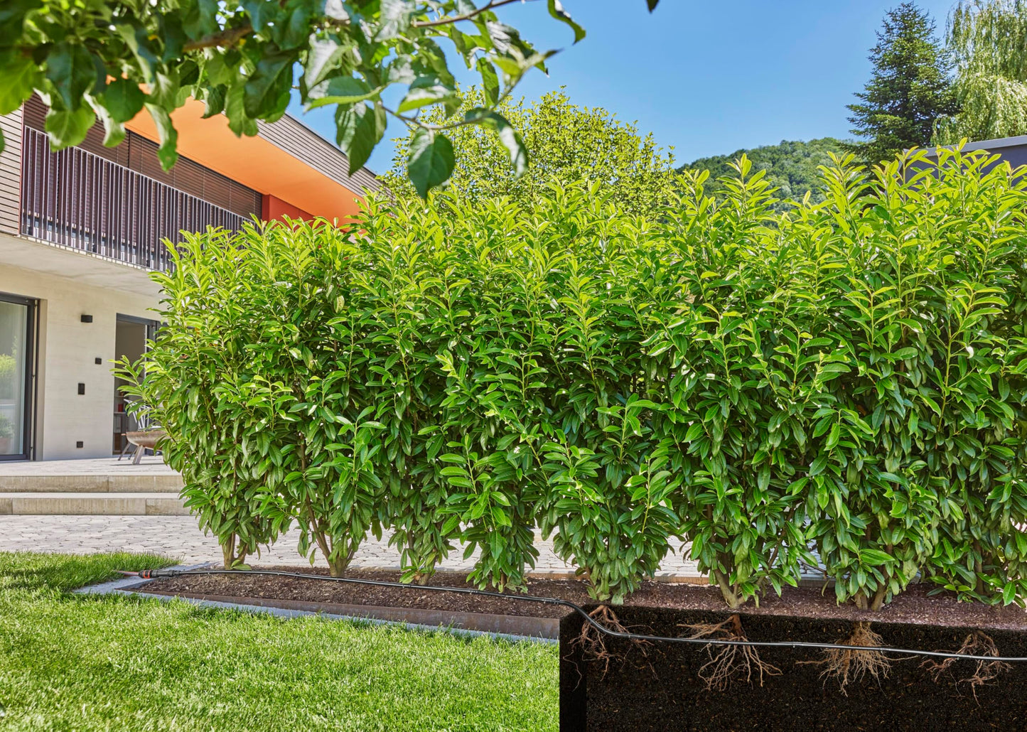 Gardena Micro-Drip-System Drip Irrigation Set Hedges/Bushes (25 m): Starter set, ready to use, water-saving irrigation system, simple & flexible connection technology (13500-20)