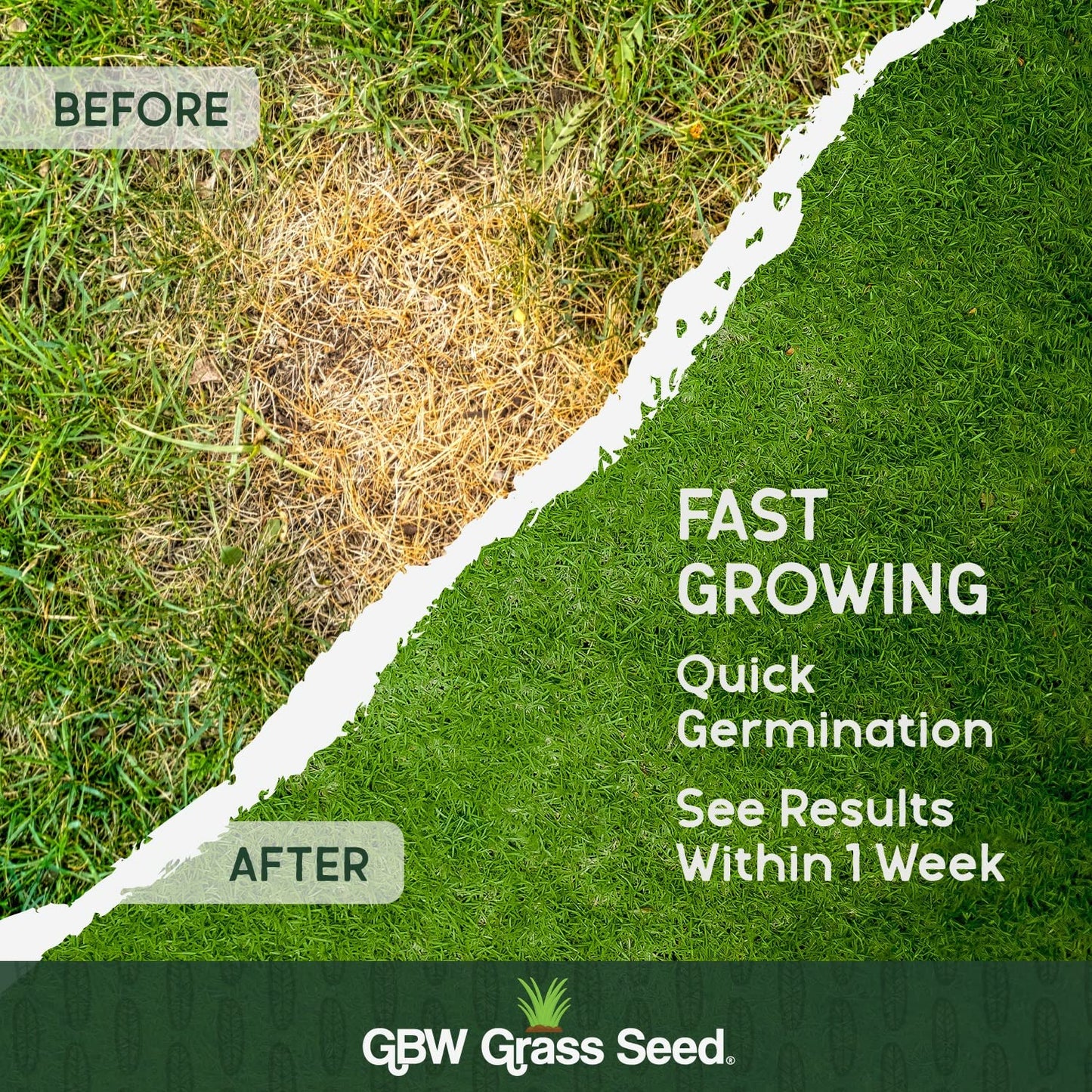 GBW Grass Seed 1kg - Covers up to 60 m2 (645 ft2) - Premium Quality Lawn Seed - Rapid Growth – Can Germinate as Quick as 10 days - Hard Wearing against Pet Urine - Tailored to UK Climate - 100% Refund