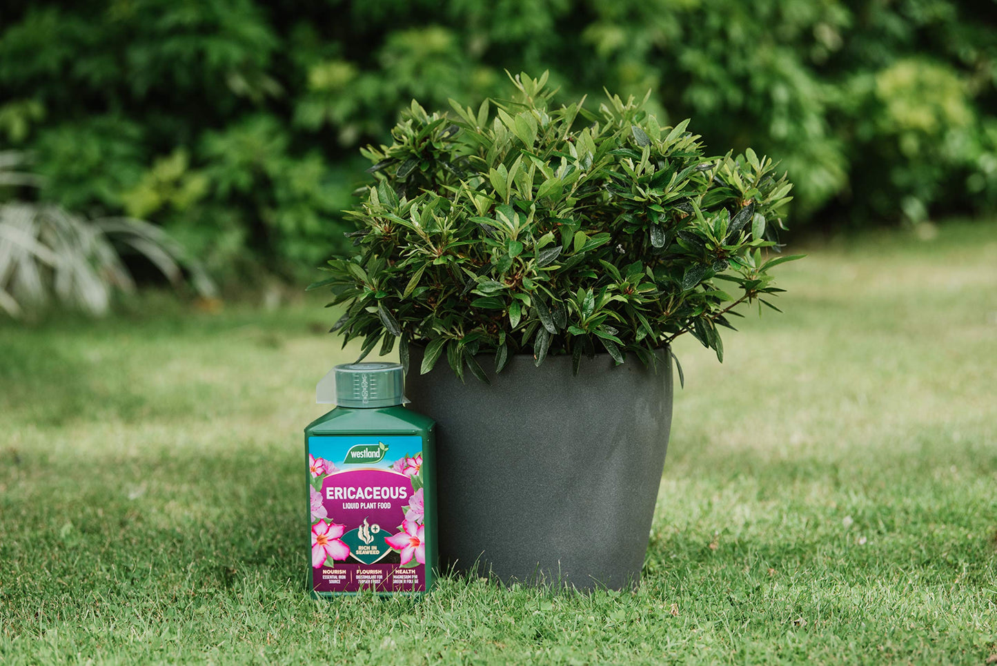 Westland Ericaceous High Performance Liquid Plant Food 1 Litre, Green