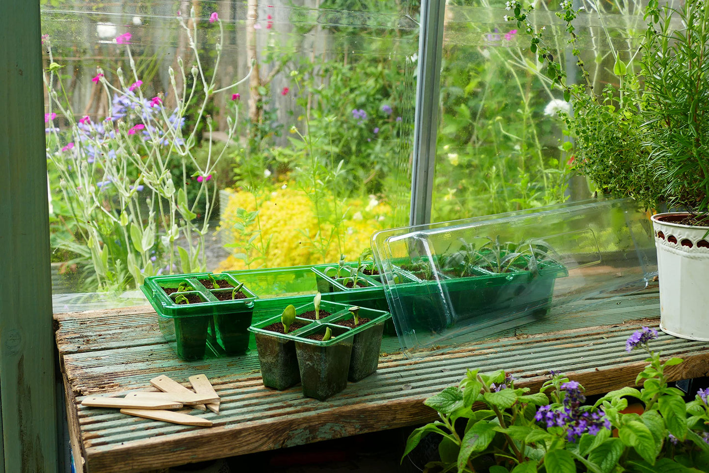 Gro-Sure Visiroot Windowsill Propagator Set, Green