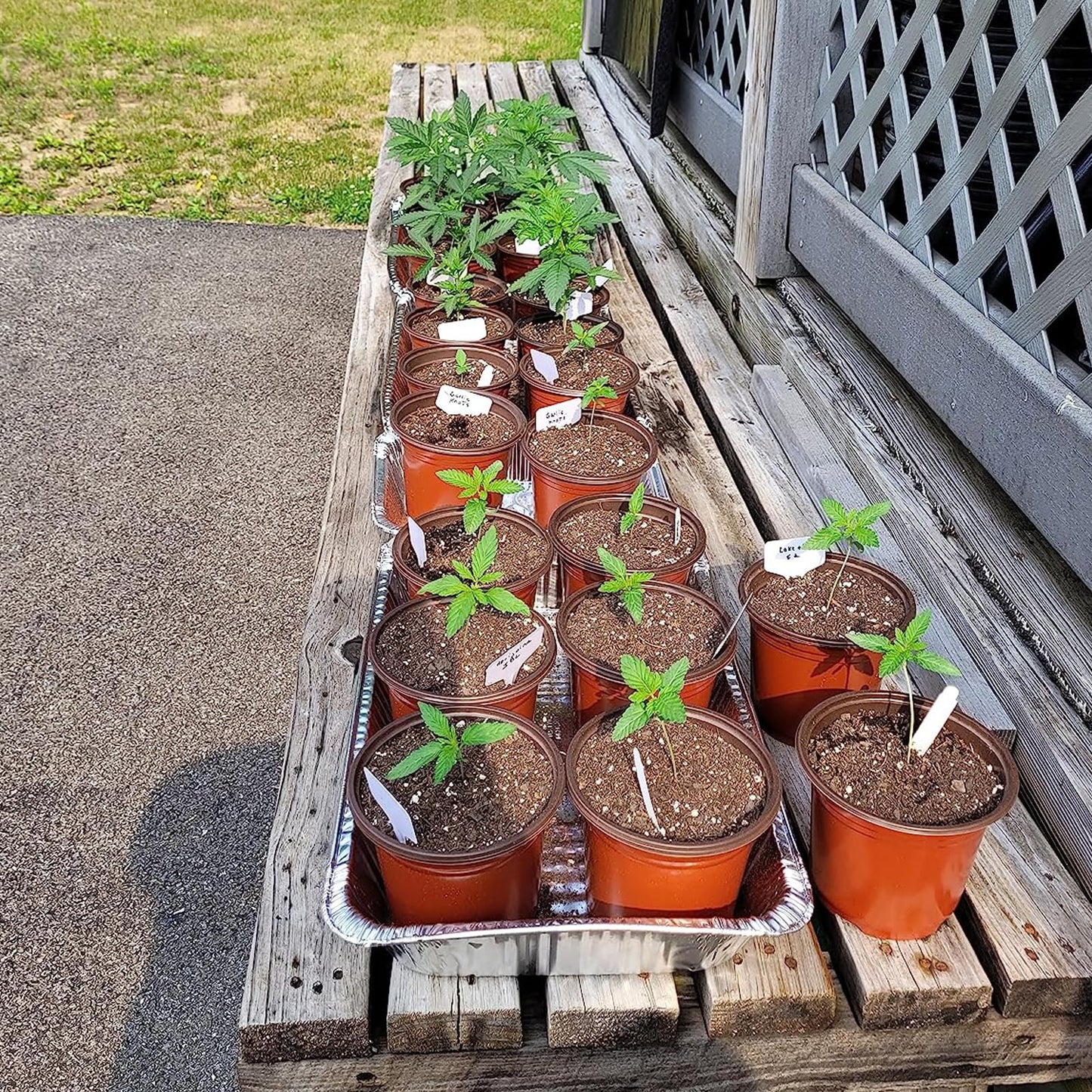 KPYZLBD Plant pots 100 Pcs, Plastic Flower Pots 10cm, Seedling Pots, Seed Planting Pots, Common for Vegetables, Fruits, and Herbaceous Plants