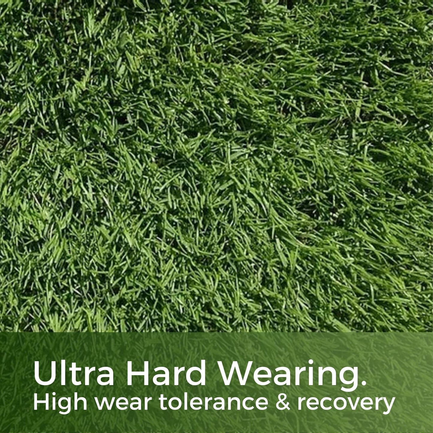 Pitch Perfect - Rye Grass Seed Sports Mix - Ultra Hard Wearing & Fast Growing - Garden Lawncare Guy 5kg