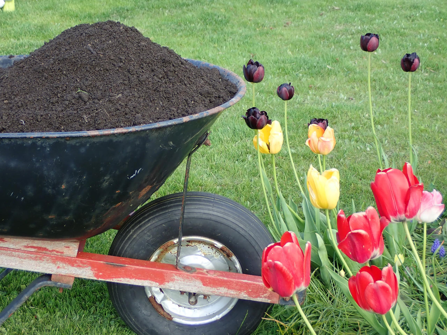 Warma 2 x Bulk Dumpy Bags Premium Top Soil - Garden Bed Lawn Landscaping & Improving Existing Soil Quality - For Fruit Growing Vegetable Patches Rose Bushes Gardening Planters & Potting Plants