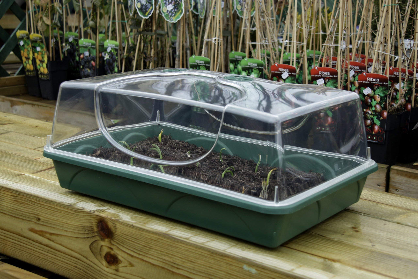 EarlyGrow MPL50030/P Large Propagator with Shatterproof Lid 58 x 38 x 26 Centimetres - Green