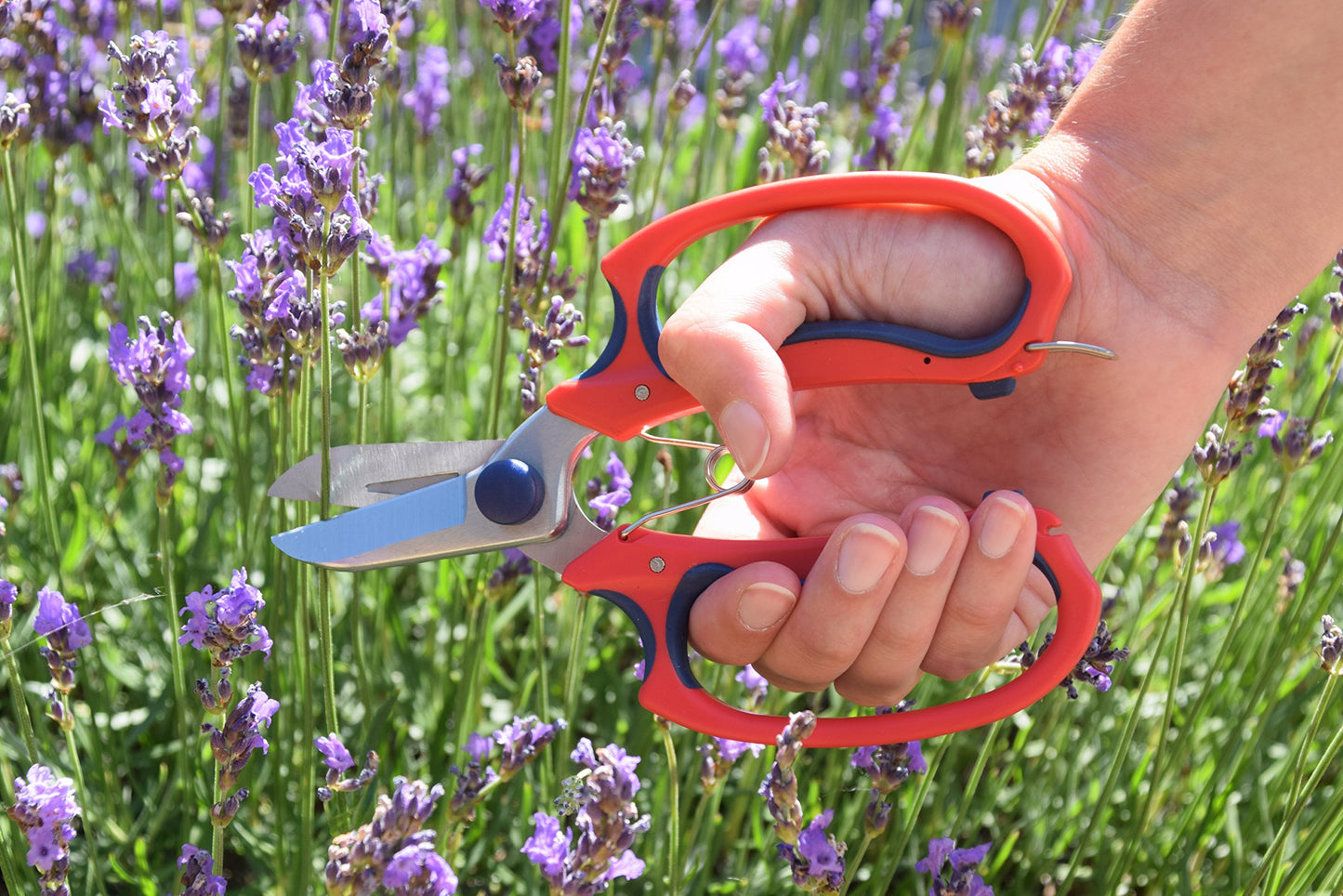 Spear & Jackson 4252GSSF Razorsharp Comfort Garden Scissors, Red