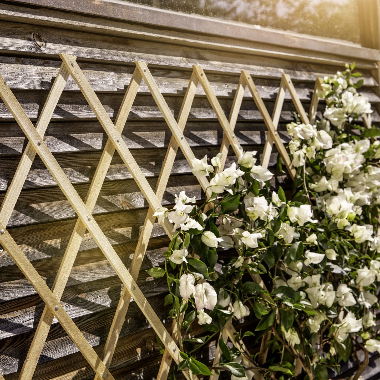 Windhager Fir Wood Trellis Wooden Fence Plant Grid Foldable Adjustable 45 x 180 cm Beige 05671