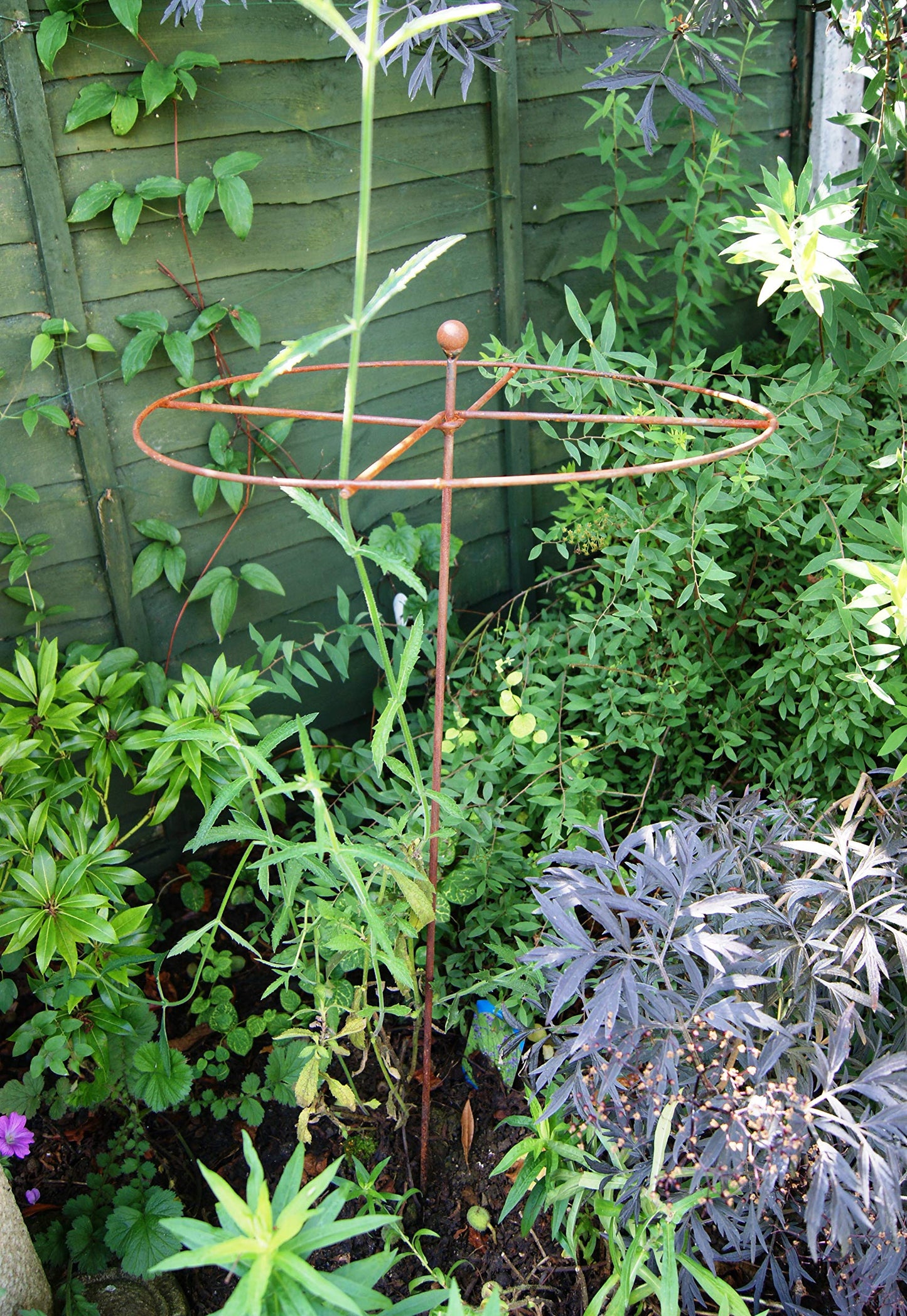 GAP GARDEN PRODUCTS Metal Rust Simple Circle Plant Support (pack of 8 or 6) Ideal plant support for dahlias, delphiniums etc (6, Rustic Patina)