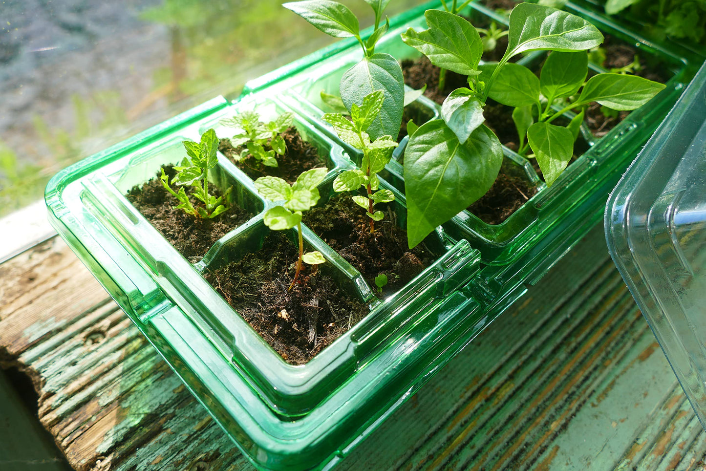 Gro-Sure Visiroot Windowsill Propagator Set, Green