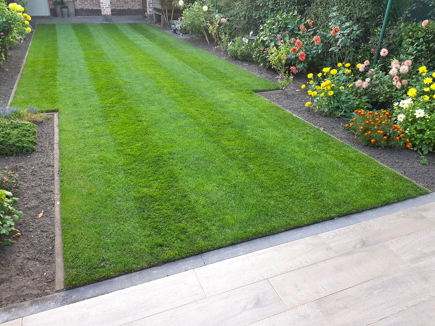 MOOWY Power Lawn Fast-Growing Grass Seed 50m² – Hard-Wearing Spring Grass with Resilient Red Fescue & Ryegrass – Sourced from Supplier of Premier League Stadiums, Euros & World Cups