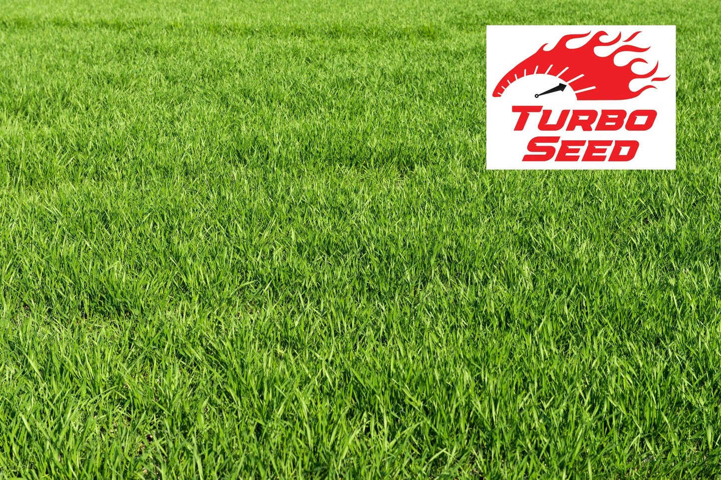 Avern Turbo Grass Seed 1.3KG, Fast Growing Lawn Seed, Hard Wearing Grass, Dog Friendly, Can Germinate as Quick as 7 Days, Ideal for Overseeding or New UK Gardens (1.3KG, Upto 78 sqm Coverage)