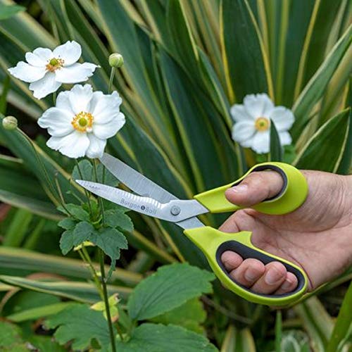 Burgon & Ball Garden and Flower Scissors - Thumbnail 4
