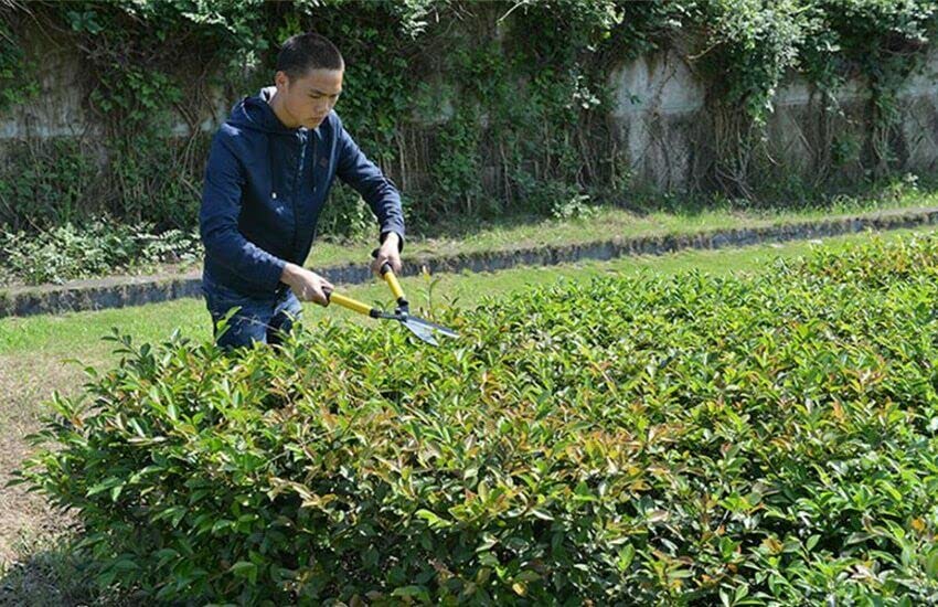Tree Loppers - Heavy Duty 21 Inch Garden Tools Hand Loopers 4cm in Diameter for Pruning Tree Hedge Branch - Light-Weighted Gardening Tools Tree Branch Cutter Up to 4cm in Diameter